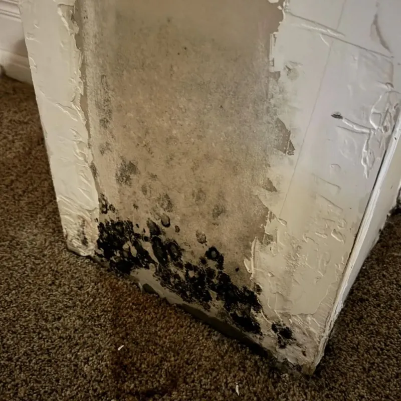 Professional Mold Removal in Mitchell, SD